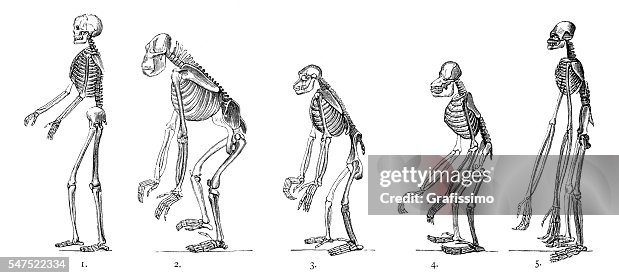 Comparison between human and ape skeleton engraving Comparison between human and ape skeleton engraving