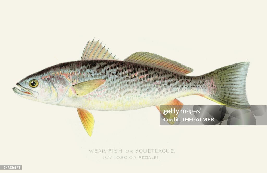 ウミマスイラスト 1898年