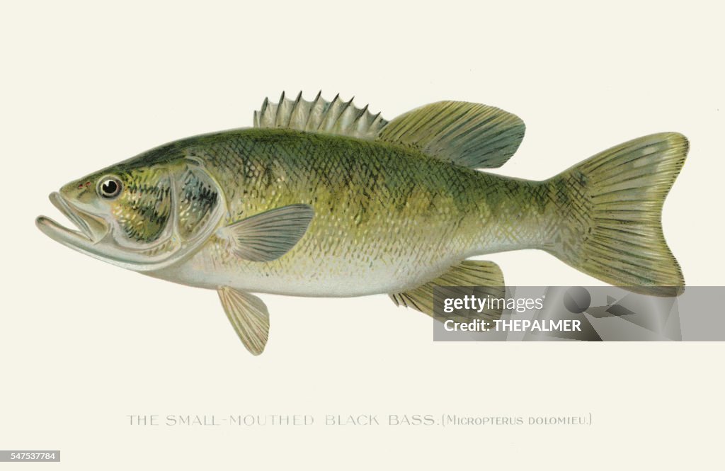 Small mouth black sea bass illustration 1896