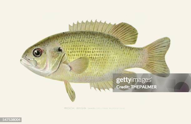 rock bass illustration 1896 - rock bass fish stock illustrations