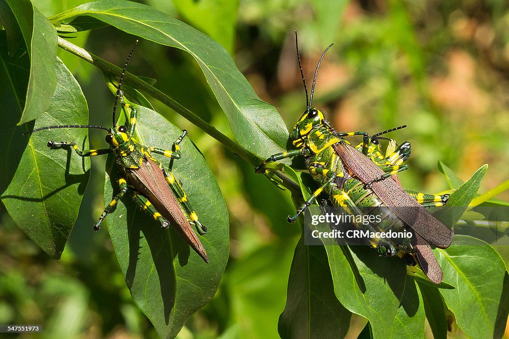 Grasshopper soldier