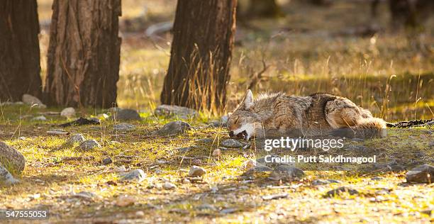 a coyote sleeping under a tree - yosemite-national-park stock pictures, royalty-free photos & images