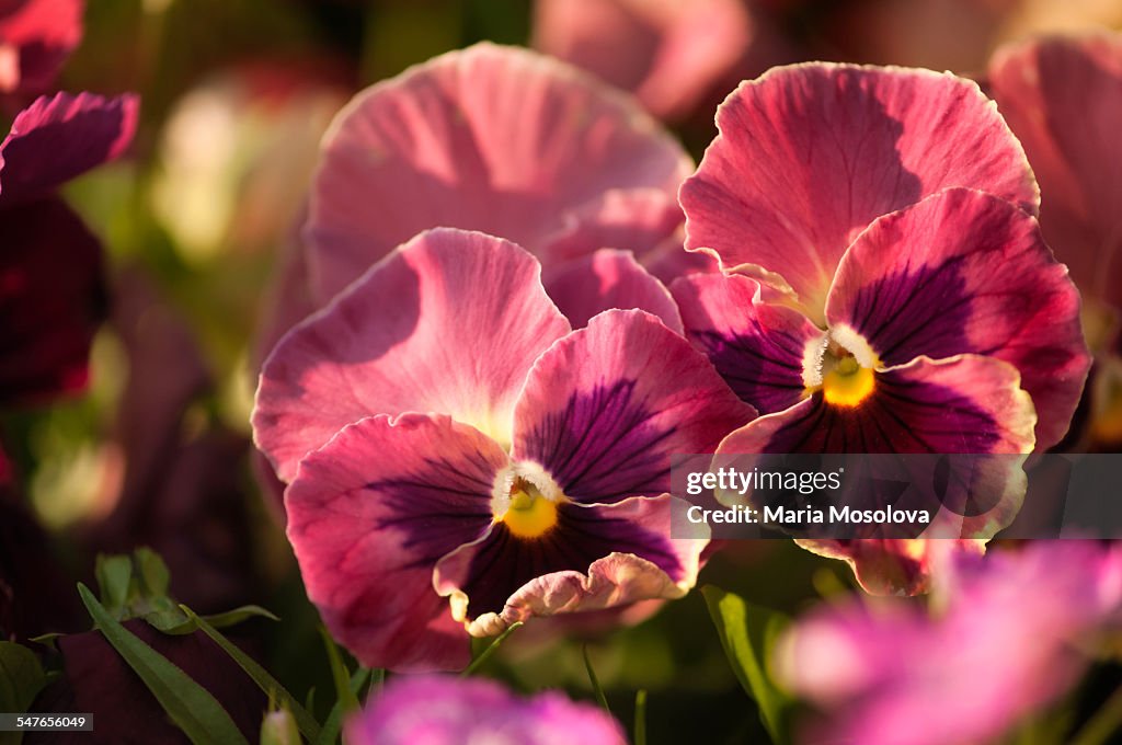 Pansy Mariposa Peach Shades Flowers