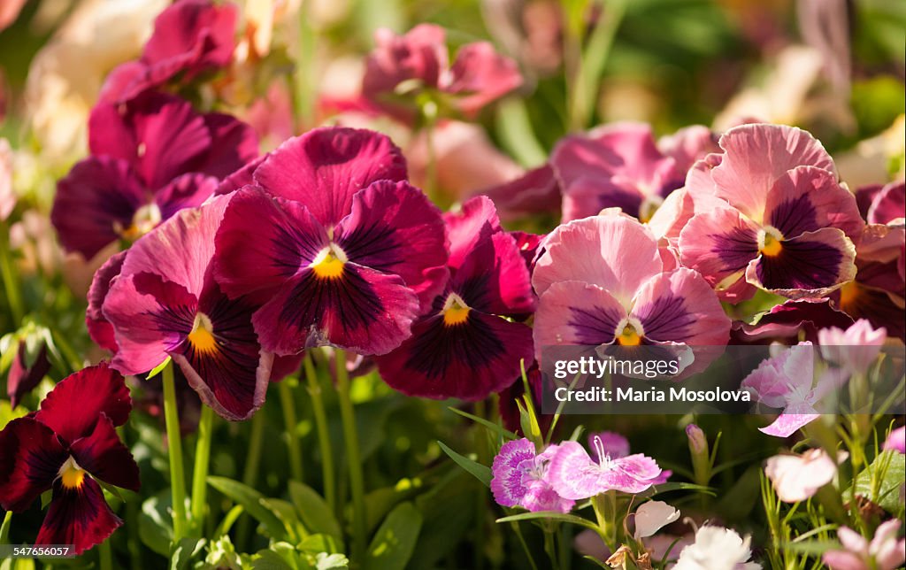 Pansy Mariposa Peach Shades Flower Family