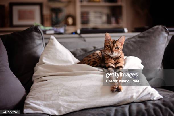 bengal cat stretching on a cushion - cute cat stock pictures, royalty-free photos & images