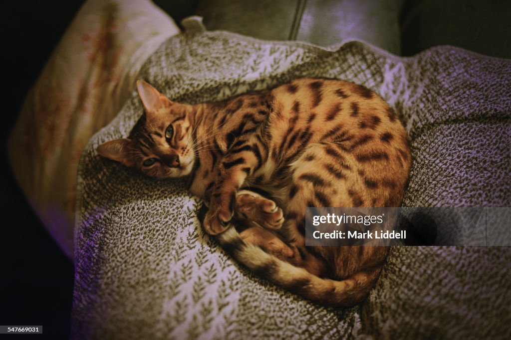 Bengal cat lying on a towel