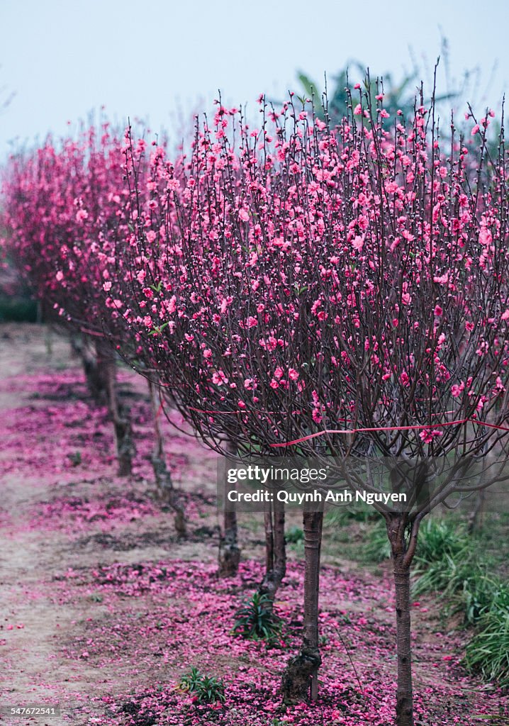 Apricot peach blossom trees for Tet in Vietnam