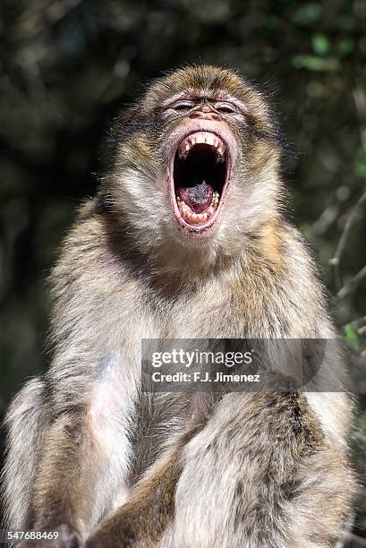 barbary macaque showing teeth - scimmia arrabbiata foto e immagini stock