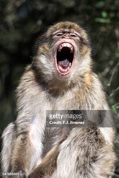 barbary macaque showing teeth - angry monkey stock pictures, royalty-free photos & images