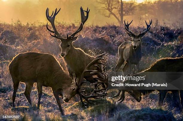 wildlife - richmond park stock pictures, royalty-free photos & images