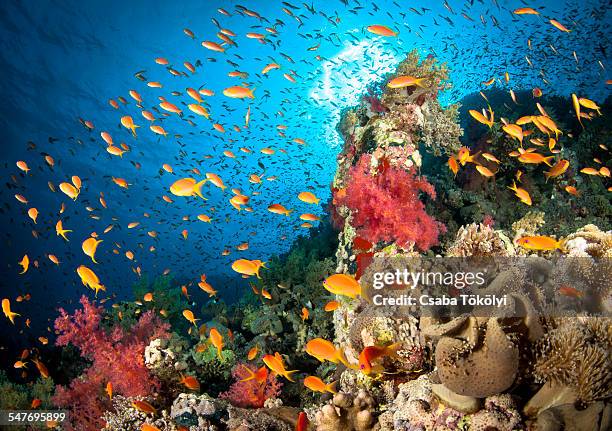 reef scene - coral fotografías e imágenes de stock