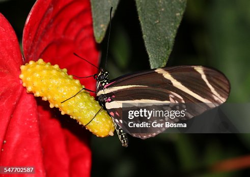 Zebra Longwing Zebra Longwing
