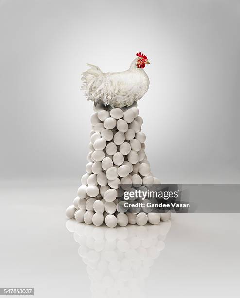 chicken on eggs - easter egg white background stock pictures, royalty-free photos & images