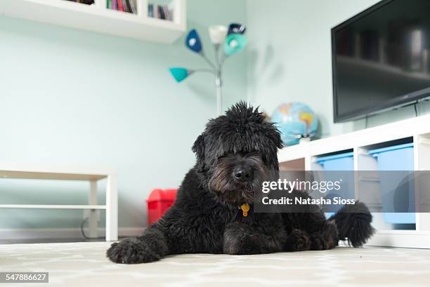 shaggy dog on the rug - bouvier des flandres ストックフォトと画像