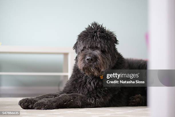 large black dog laying on a rug - bouvier des flandres ストックフォトと画像