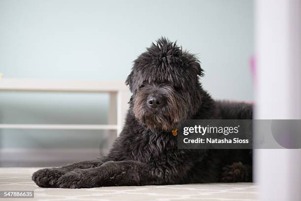 large black dog laying on a rug - bouvier des flandres stock pictures, royalty-free photos & images