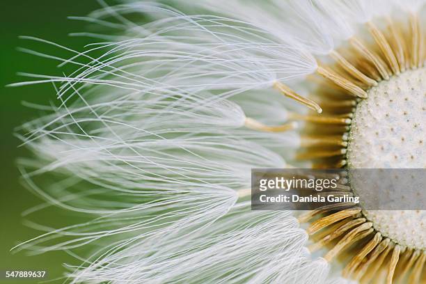 dandelion close-up - macrofotografia foto e immagini stock