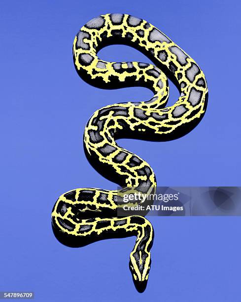 painted snake - schlangenleder stock-fotos und bilder