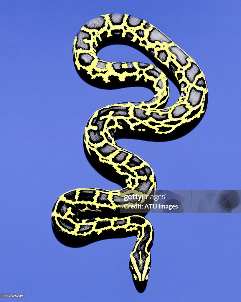 Painted snake