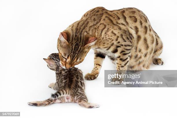 studio shoot of bengal cats, white background - bengal cat stock pictures, royalty-free photos & images