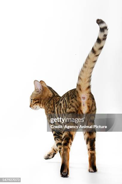 studio shoot of bengal cats, white background - cat back stockfoto's en -beelden