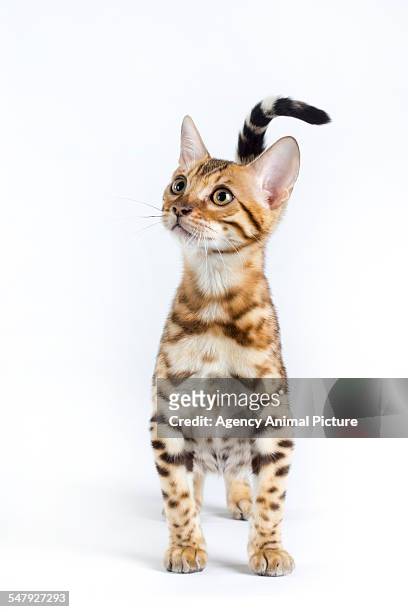 studio shoot of bengal cats, white background - bengal cat stock pictures, royalty-free photos & images