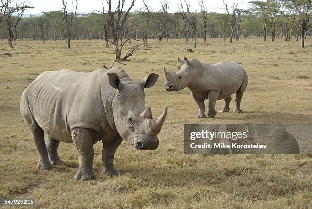 white rhinos - northern white rhino stock pictures, royalty-free photos & images