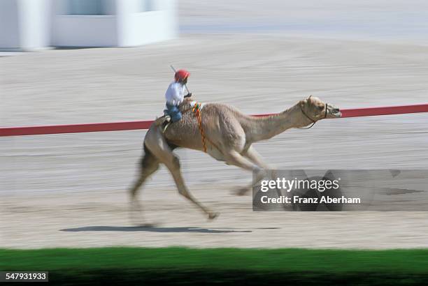 camel racing, uae - camel racing in dubai stock pictures, royalty-free photos & images