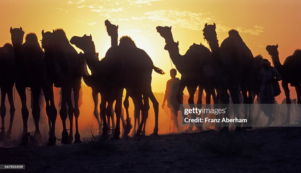 Camel train, India