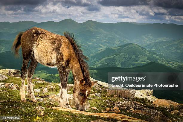 cheval de la rhune: le pottok - baskenland stock-fotos und bilder