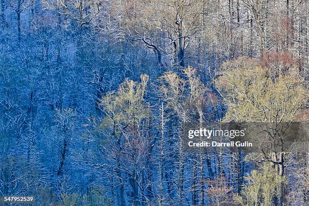 springtime snow hardwoods hwy 441 to newfound gap - newfound gap ストックフォトと画像