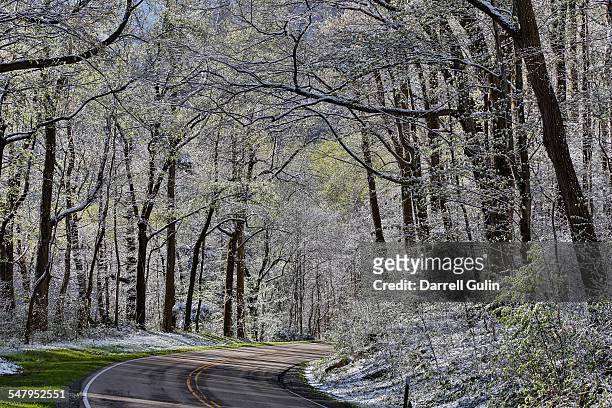 springtime snow hardwoods hwy 441 to newfound gap - newfound gap ストックフォトと画像