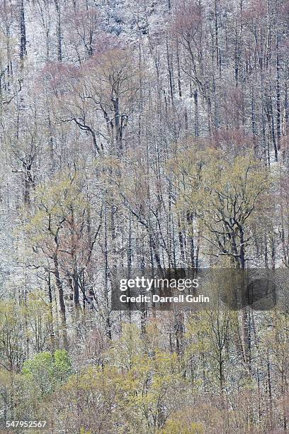 springtime snow hardwoods hwy 441 to newfound gap - newfound gap 個照片及圖片檔
