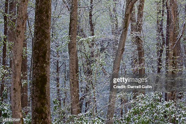 springtime snow hardwoods hwy 441 to newfound gap - newfound gap ストックフォトと画像