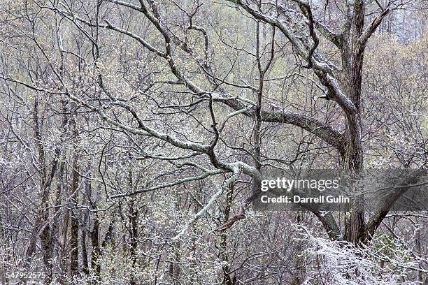 springtime snow hardwoods hwy 441 to newfound gap - newfound gap ストックフォトと画像