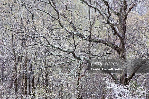 springtime snow hardwoods hwy 441 to newfound gap - newfound gap 個照片及圖片檔