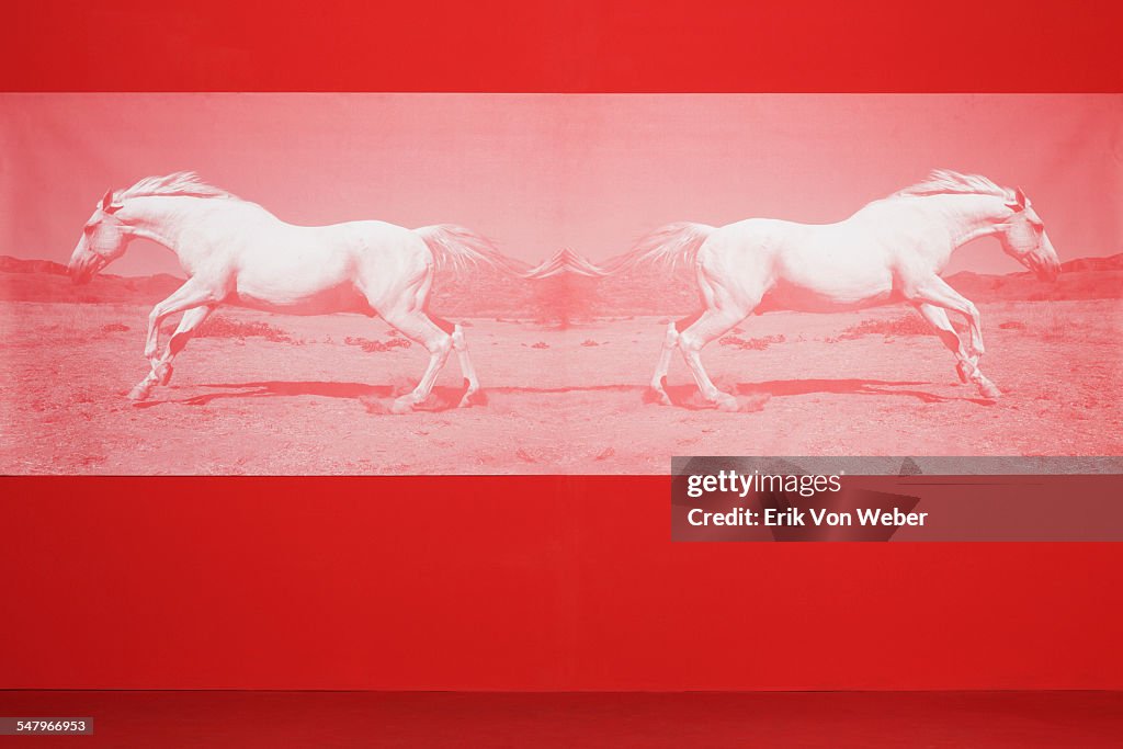Studio background with red mirrored horses