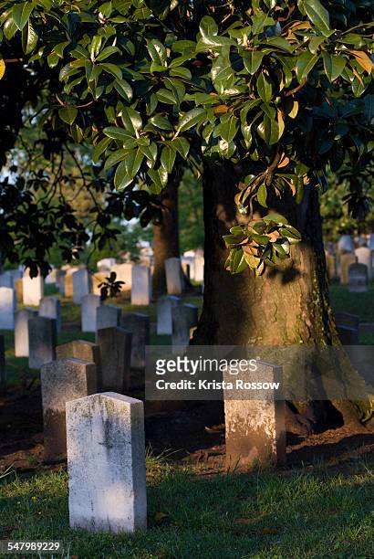 graves under a magnolia tree at oakland cemetery in atlanta, georgia. - mausoléu - fotografias e filmes do acervo