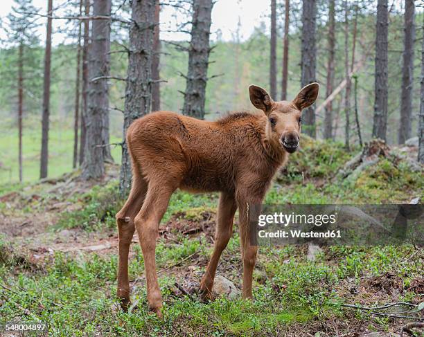 sweden, dalarna, juvenile elk in forest - moose swedish stock pictures, royalty-free photos & images