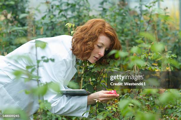 female scientist controlling plants in a greenhouse - biologist 個照片及圖片檔