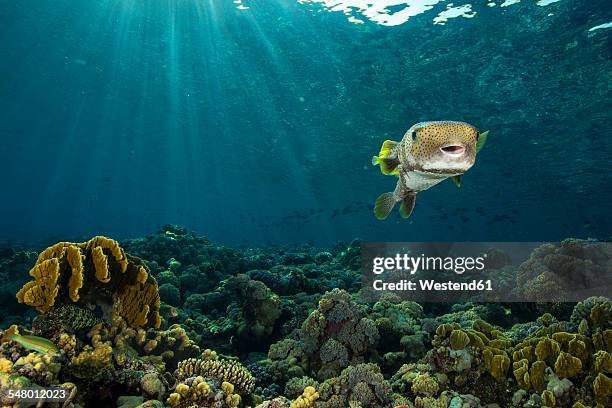 egypt, red sea, stellate puffer, arothron stellatus - arothron puffer stock pictures, royalty-free photos & images