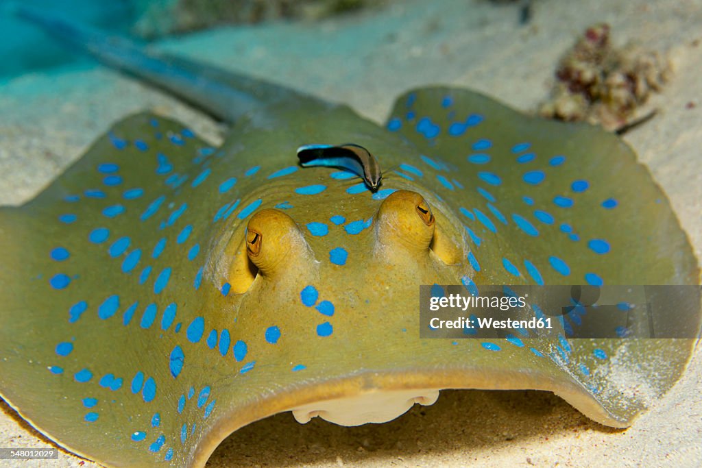 Egypt, Red Sea, Bluestreak cleaner wrasse, Labroides dimidiatus, sitting on Bluespotted ribbontail ray, Taeniura lymma