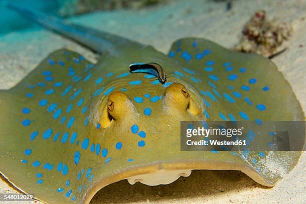 egypt, red sea, bluestreak cleaner wrasse, labroides dimidiatus, sitting on bluespotted ribbontail ray, taeniura lymma - spotted wrasse stock pictures, royalty-free photos & images