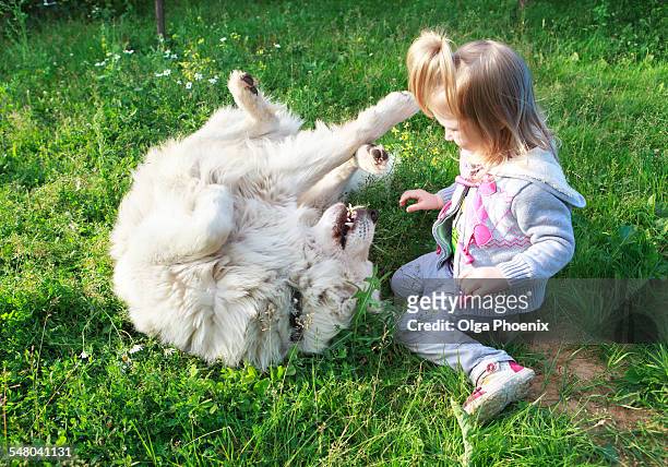 little cute girl playing with her white shepherd - pastore maremmano stockfoto's en -beelden