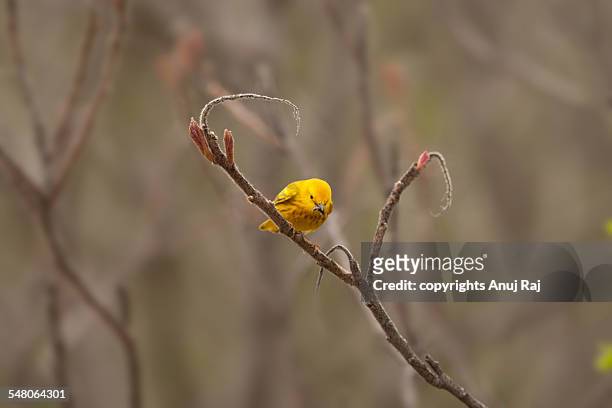 early bird gets the worm - chipe amarillo fotografías e imágenes de stock