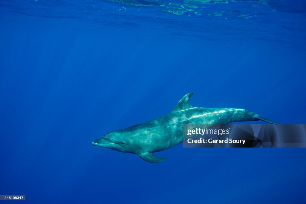 A bottlenose dolphin swimming  in the sunbeams