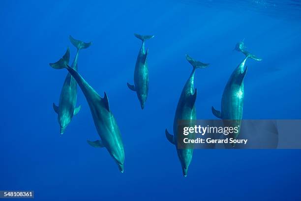 a pod of bottlenose dolphins - revillagigedo stock pictures, royalty-free photos & images