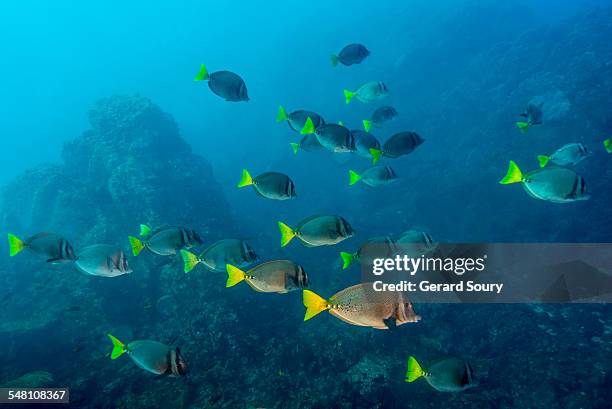 school of razor surgeonfishes - revillagigedo stock pictures, royalty-free photos & images