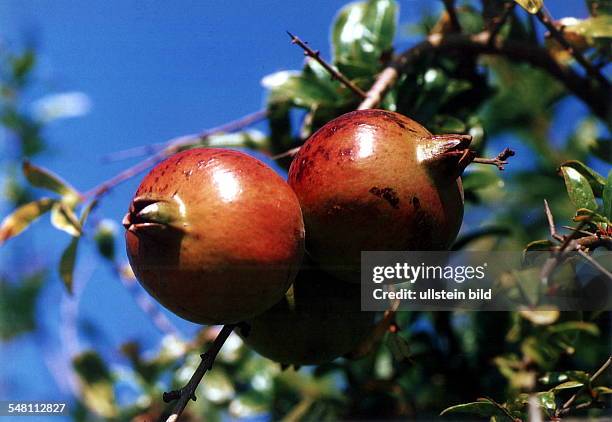 Granatäpfel am Baum - 1997