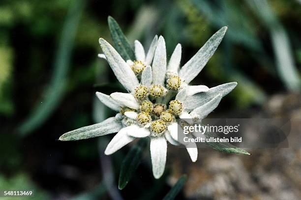 Edelweiss